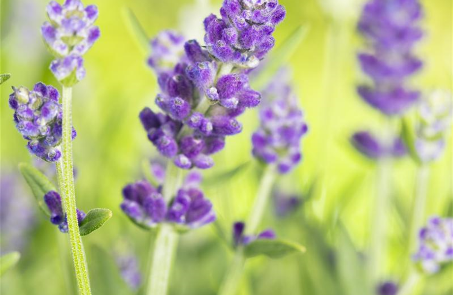 Lavendel - Pflegehinweise