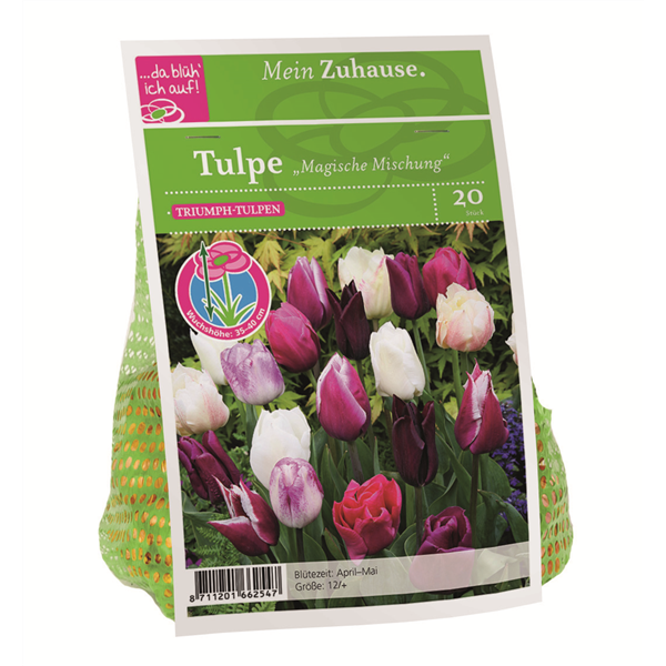 Blumenzwiebel Tulpe Magische Mischung