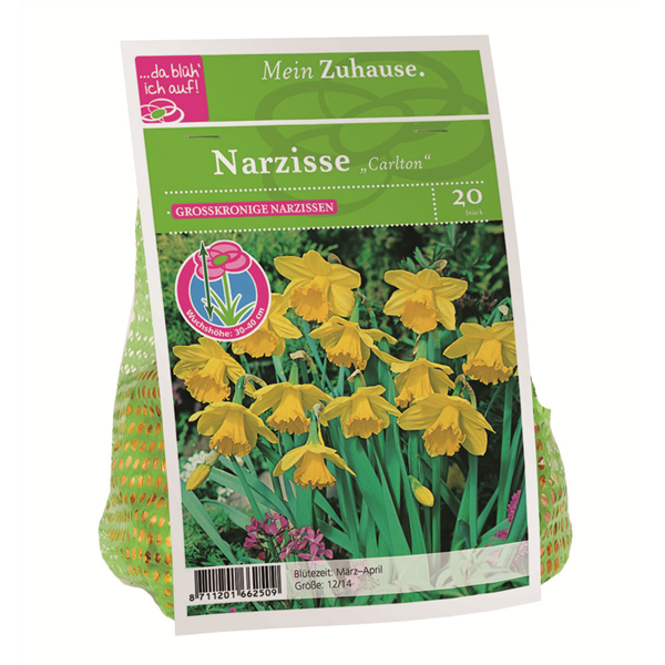 Blumenzwiebel Narzisse 'Carlton'