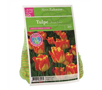 Blumenzwiebel Tulpe 'Banja Luka'