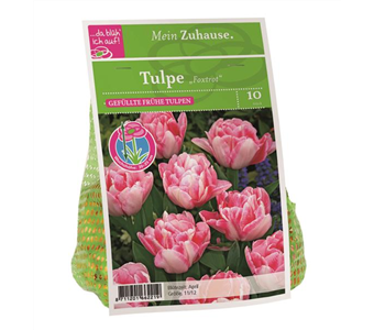 Blumenzwiebel Tulpe 'Foxtrot'