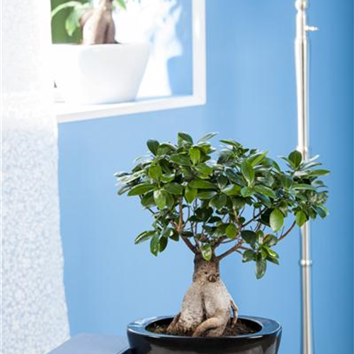 Zimmerbonsai umtopfen